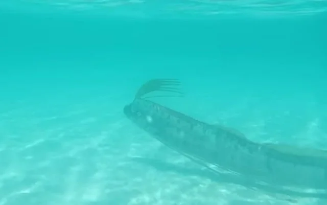 peixe regaleco, imagem do Peixe Regaleco