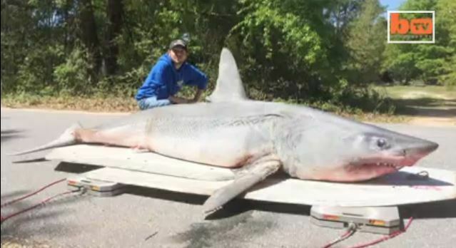 tubarão gigante, imagem de Captura de tubarão gigante na Flórida