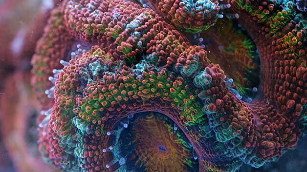Corais em um show da vida submarina!, imagem de Corais 