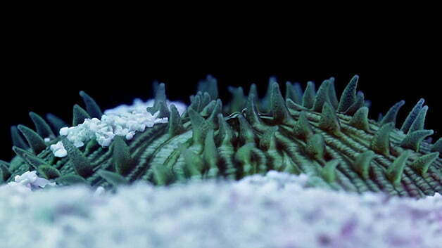 Corais em um show da vida submarina!, imagem de Corais 