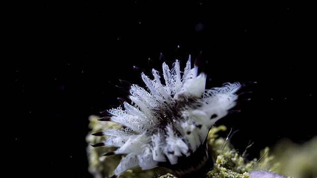 Corais em um show da vida submarina!, imagem de corais marinhos