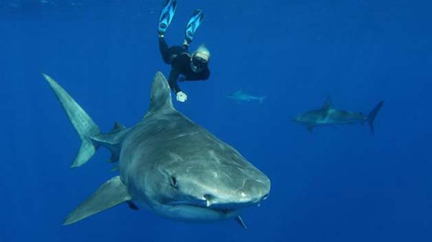 Bióloga nada com tubarões brancos, imagem de bióloga nadando com tubarão branco