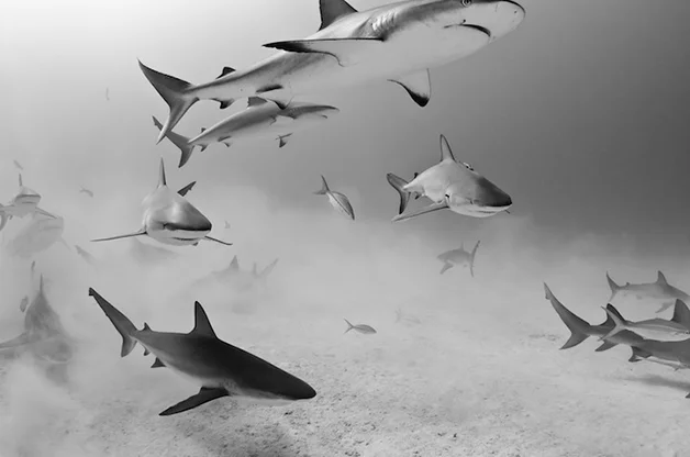 tubarões em close up, imagens de tubarões