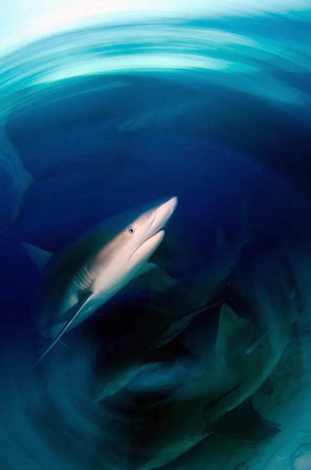 tubarões em close up, imagem de tubarão