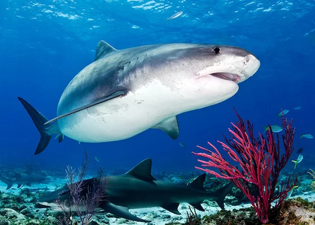 tubarões em close up, imagem de tubarão