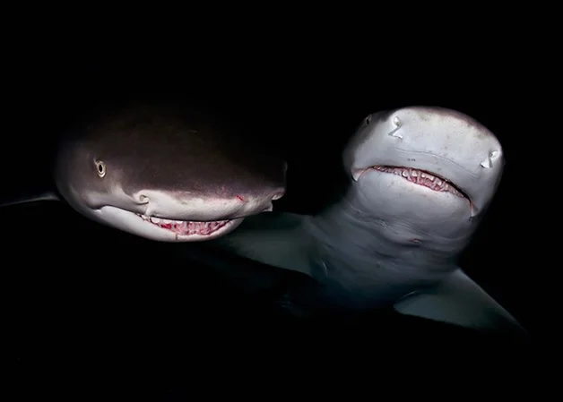 tubarões em close up, iamgem de tubarões
