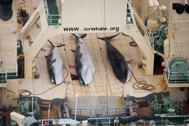 Caça de baleias: Japão pretende continuar, imagem de baleeiro japonês