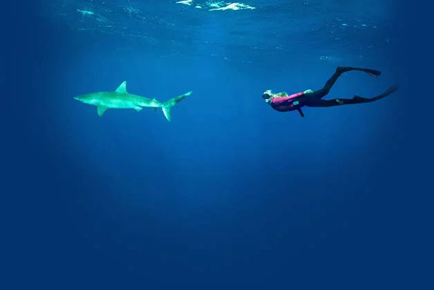 Bióloga nada com tubarões brancos, Foto de bióloga nadando com tubarão.