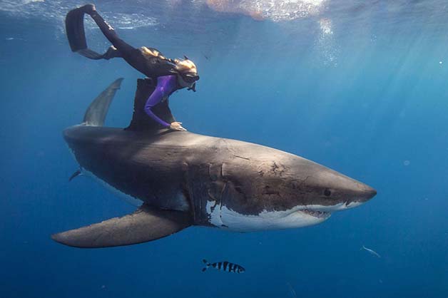 Bióloga nada com tubarões brancos, imagem de bióloga nadando com tubarão branco