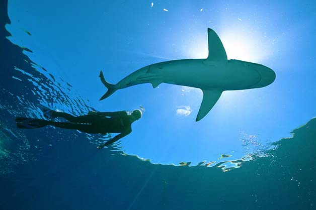 Bióloga nada com tubarões brancos, imagem de Bióloga nadando com tubarões brancos