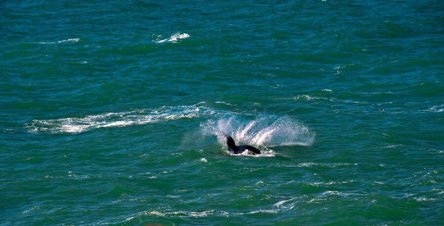 Baleias jubartes salvas da extinção, imagem de baleia-pulando-Sta Catarina