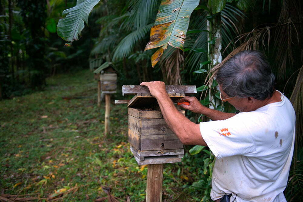 criaçao-de-abelhas,APA E ESEC de Guaraqueçaba