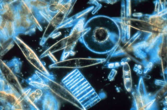 Matéria sobre derretimento das geleiras (fitoplancton)
