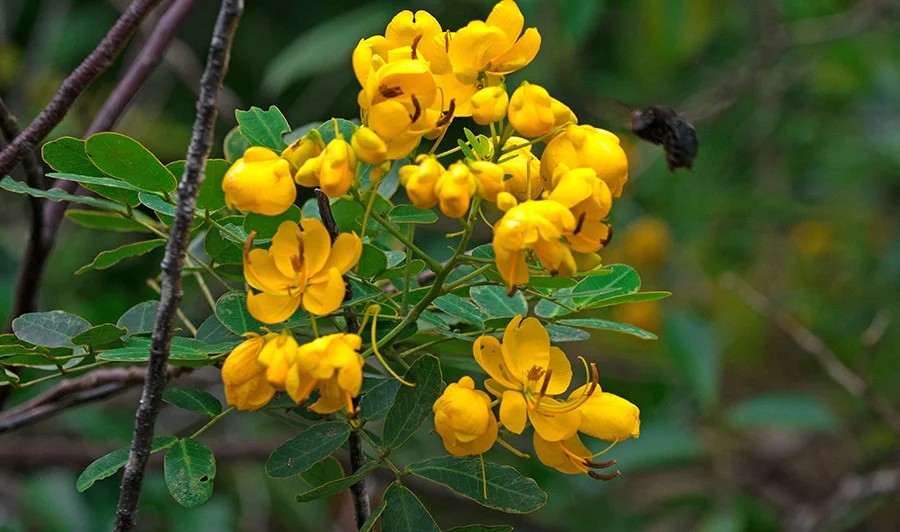 ,flores-amarelas-e-mamangava-na Área de Proteção Ambiental e Estação Ecológica de Guaraqueçaba 