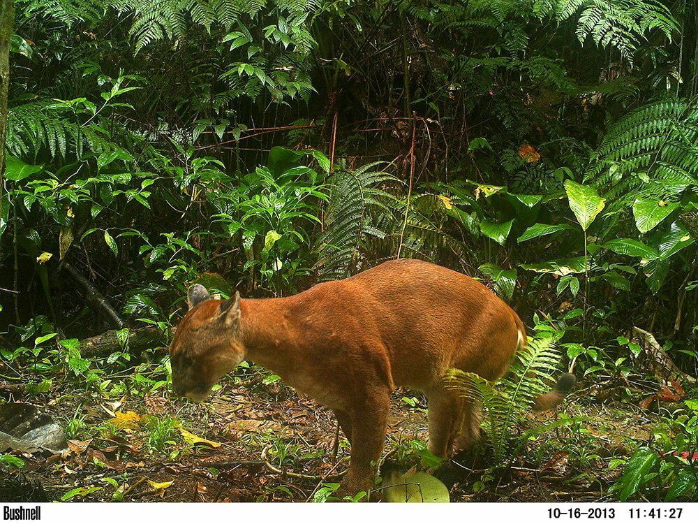RPPN Salto Morato, Reserva Particular do Patrimônio Natural Salto Morato, imagem de um puma