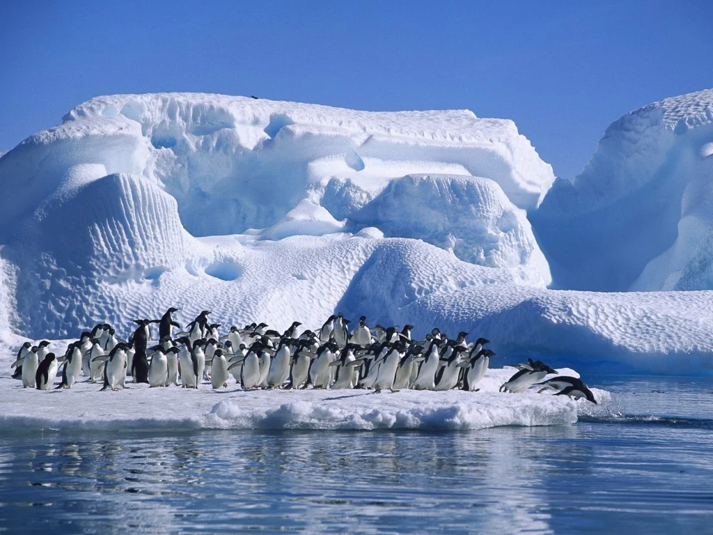  Código Polar , imagem de iceberg com pinguins 