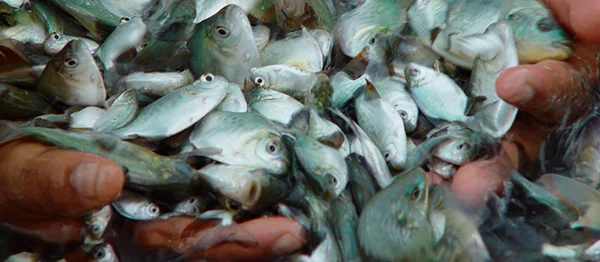 Peixes de cativeiro , imagem peixes de cativeiro