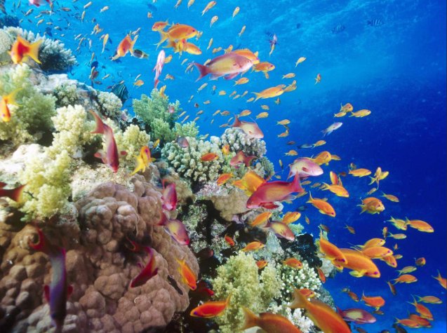 Fundo para o Meio Ambiente Mundial, imagem de peixes em recifes