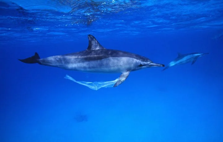 EUA pedem união mundial para salvar oceanos, imagem golfinho enroscado no plástico