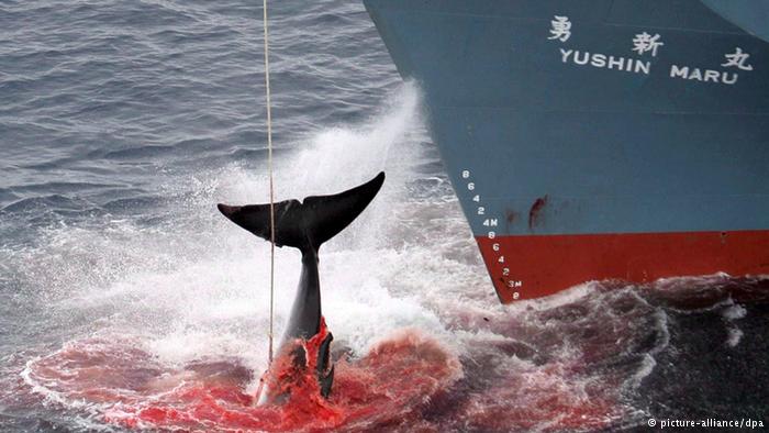 Notícia Falsa: tripulantes de baleeiro japonês são mortos por baleias , imagem baleeiro japonês