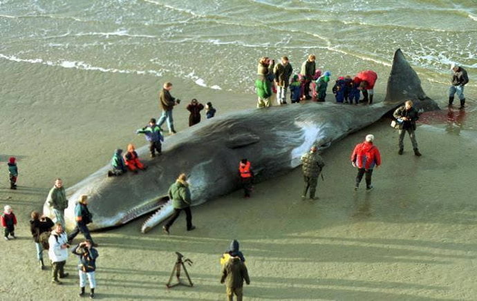 imagem baleia morta por ingerir plástico