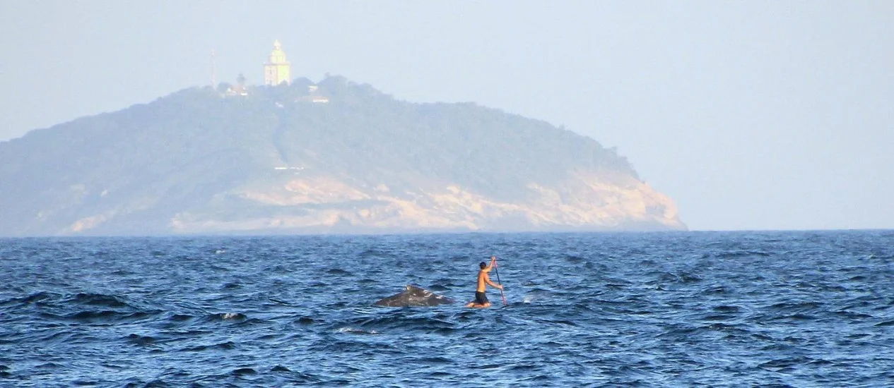 Baleias jubarte se exibem no litoral do Rio, imagem standup paddle perto de baleia jubarte no rio