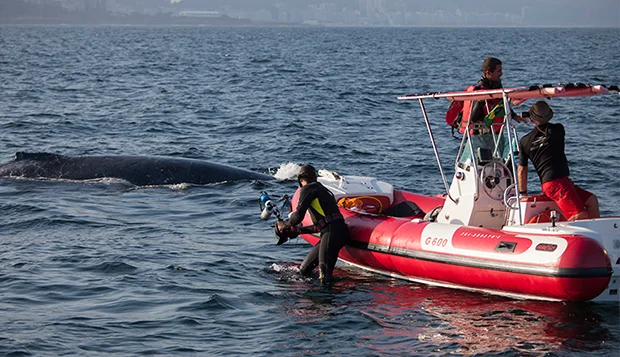 Baleias jubarte se exibem no litoral do Rio, imagem pesquisadores avistam baleias jubarte no litoral do rio