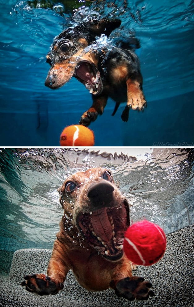 Cães mergulhadores com equipamento Scuba, imagem cão mergulhador