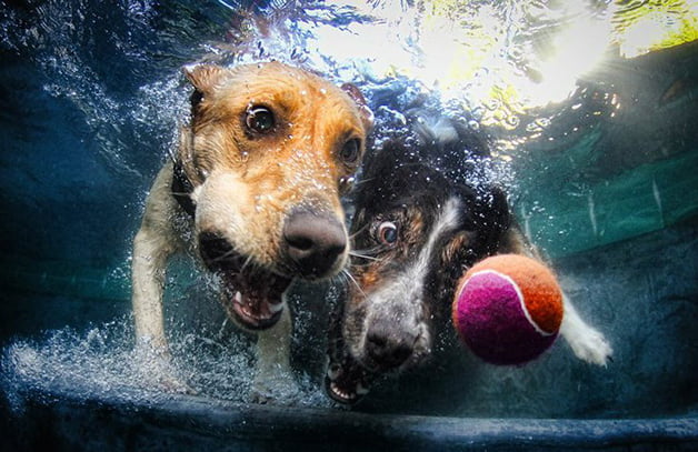 Cães mergulhadores com equipamento Scuba, imagem cão mergulhador
