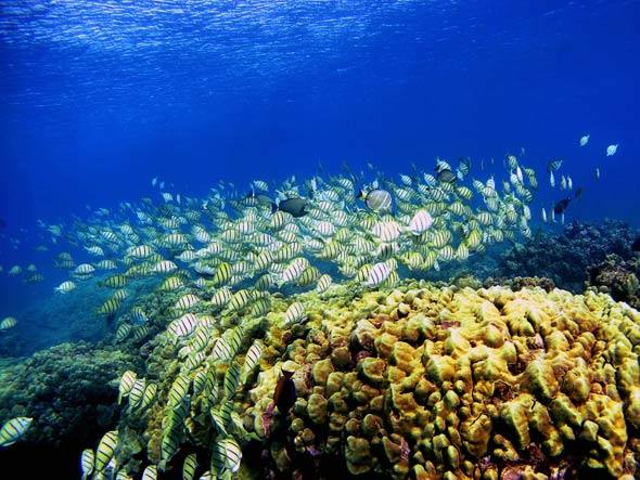 imagem corais do caribe