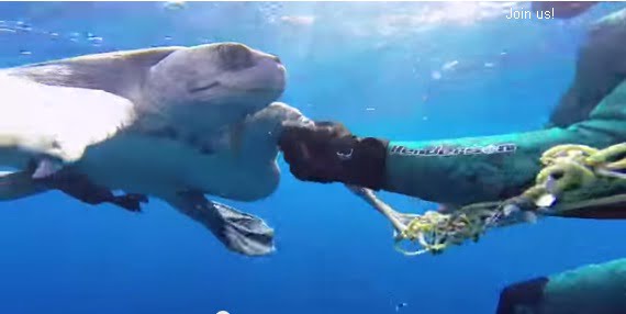 imagem mergulhador liberta tartaruga