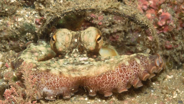 moluscos marinhos