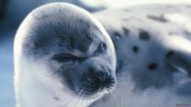 Foto da matéria "carne contaminada de focas teria trazido tuberculose para as Américas