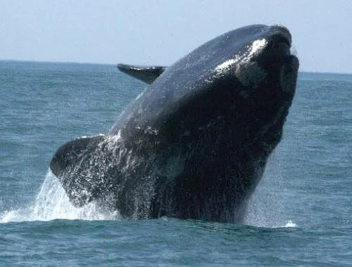 rio grande do sul paraiso oficial das baleias, imagem baleia franca - Rio Grande do Sul