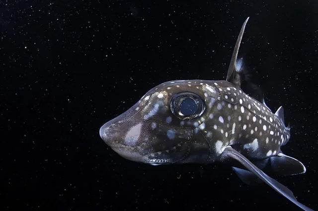 Selfies de animais marinhos, imagem de Ratfish