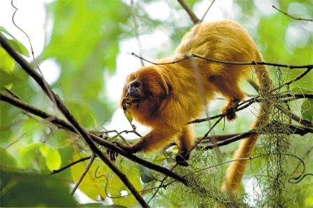 Mata Atlântica, imagem de mico leão dourado na Mata Atlântica