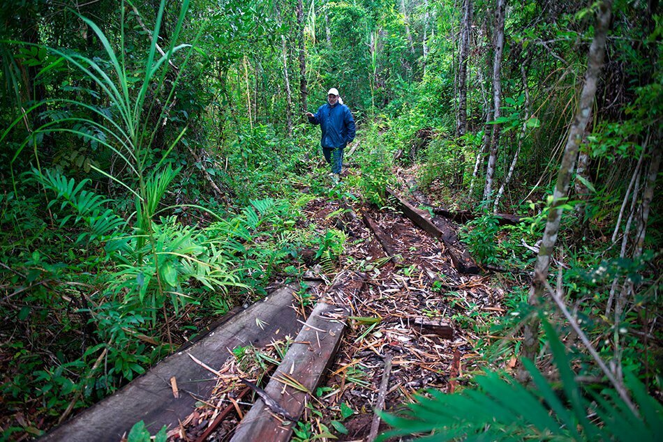 corte-ilegal-de-madeira-apa cananeia iguape peruibe