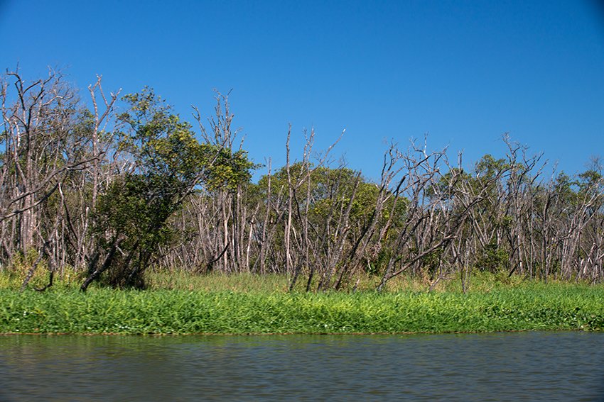 o-mangue-detonado na Área de Proteção Ambiental Cananeia-Iguape-Peruíbe