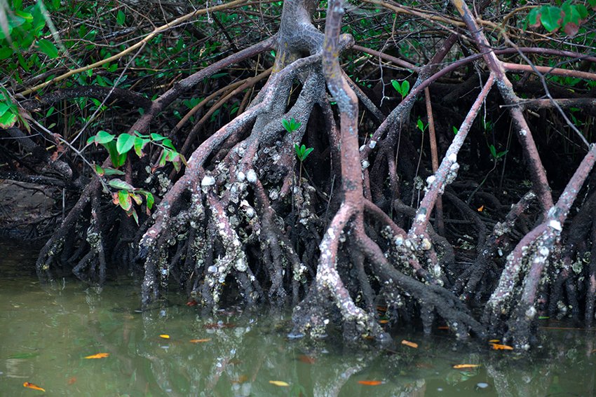 mangue na Área de Proteção Ambiental Cananeia-Iguape-Peruíbe