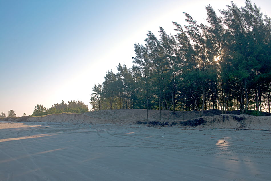pinus-na-praia-ilha compriada apa cananeia iguape peruibe