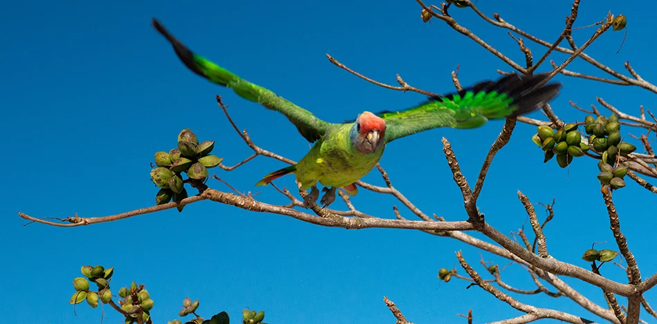 papagaio-cara-roxa- na Área de Proteção Ambiental Cananeia–Iguape–Peruíbe