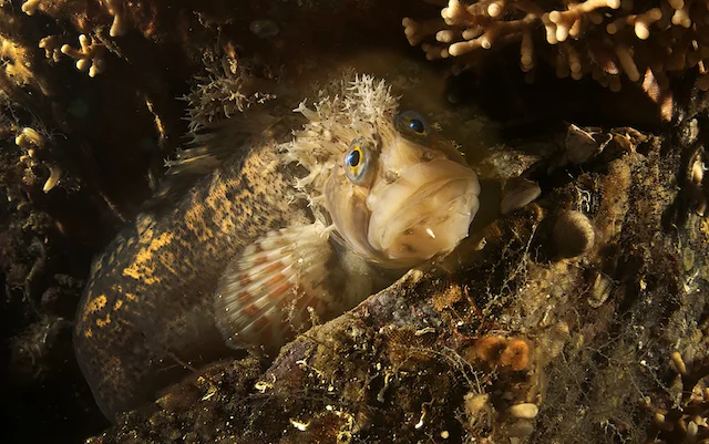 Selfies de animais marinhos, imagem selfie peixe