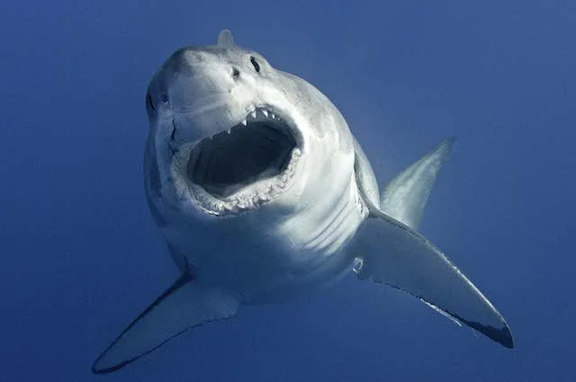 Selfies de animais marinhos, imagem tubarao