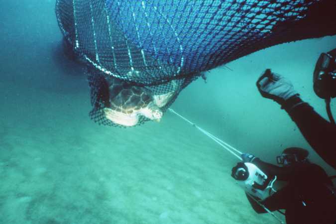 Dispositivo TED pode salvar tartaruga, imagem de tartaruga sendo salva de rede de pesca
