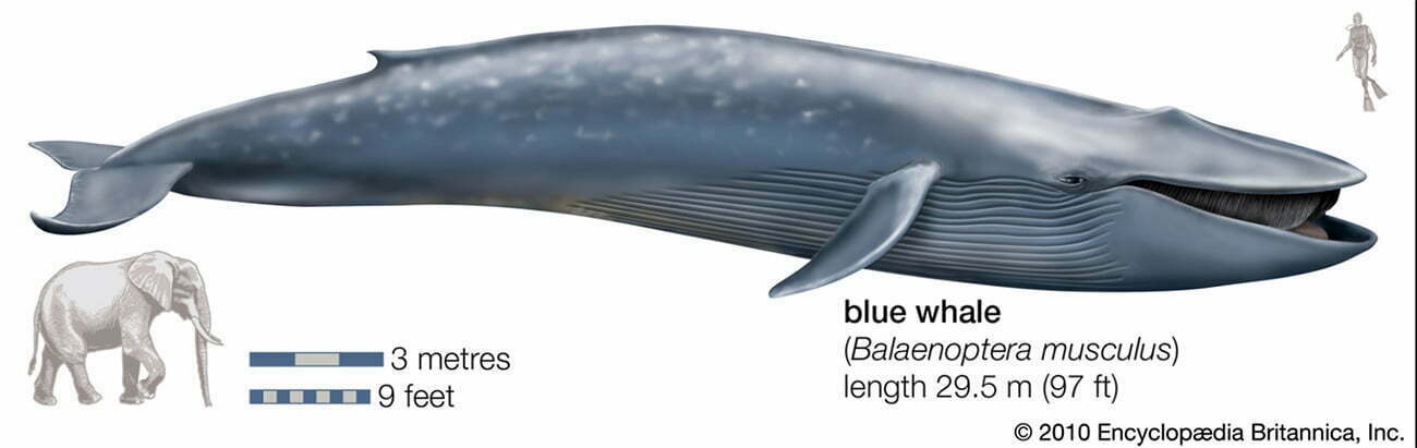 ilustração de baleia azul