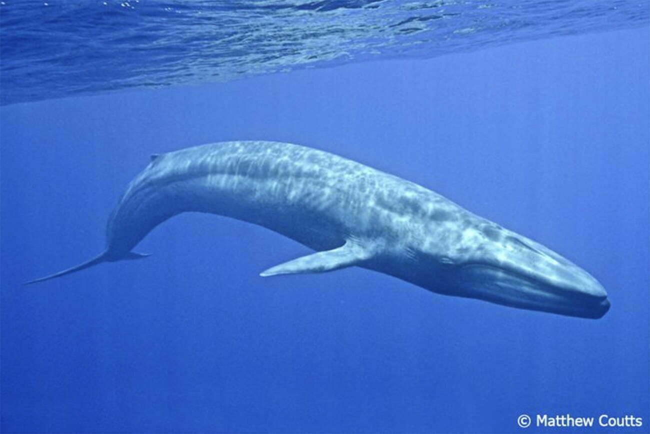Imagem de baleia azul