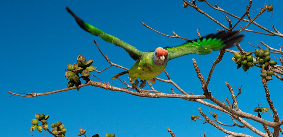 Trailer sobre o Parque Nacional do Superagui, imagem de papagaio cara roxa