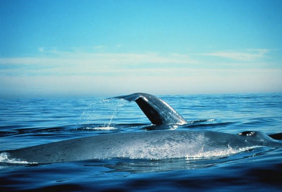 imagem baleia azul