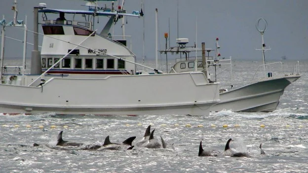 Japão vai retomar caça às baleias em 2015, imagem e barco cercado de baleias