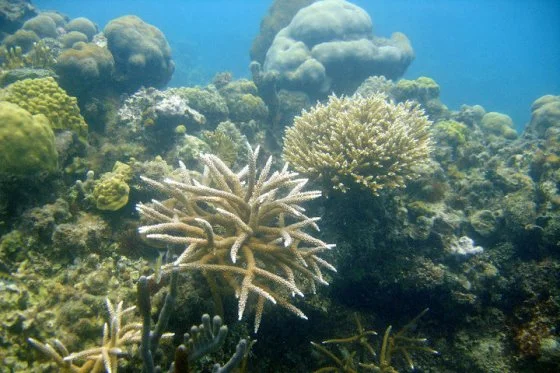 Berçário de corais
